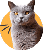 Shapemew